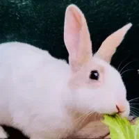 خرگوش نر سفید چشم درشت کوچولو