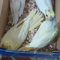 جوجه عروس هلندی