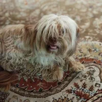 سگ پاکوتاه بامزه