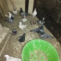 کبوتر پلاکی آلمانی تهرانی|پرنده|هشتگرد, تهران دشت|دیوار