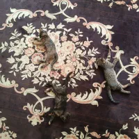 واگذاری گربه دی اس اچ