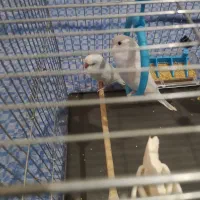 فروش دوعددمرغ عشق