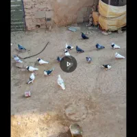 کفتر معامله با آلمانی آگهی بخونید