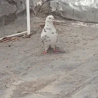 کبوتر پرشی بشرت