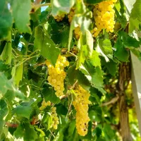 باغ انگور یک ساله