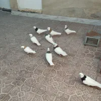 طوقی|پرنده|کاشان, شهید زجاجی|دیوار