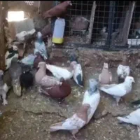 کبوتر رنگی کفتر نر و ماده و تک به قیمت