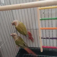 طوطی گرینجیک مولد جفت یکبار جوجه گرفتم