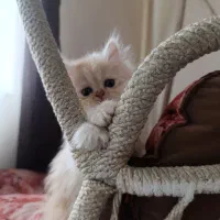 پیشی