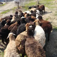 دام در تهران توحید وستارخان انقلاب زنده