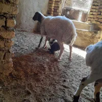 میش و بره