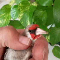 سهره دورگ کرمونی|پرنده|تهران, مشیریه|دیوار