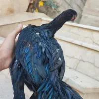 جوجه لاری اصیل