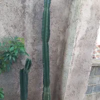 فروش گل|گل و گیاه طبیعی|اطاقور, |دیوار