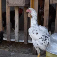 تخم مرغ لاری|حیوانات مزرعه|رشت, لاکان|دیوار