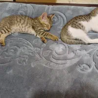 واگذاری رایگان بچه گربه|گربه|ری, جوانمرد قصاب|دیوار