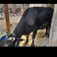 سلام گاو خارجی آبستن ۹ماه|حیوانات مزرعه|اهواز, فرهنگ شهر|دیوار