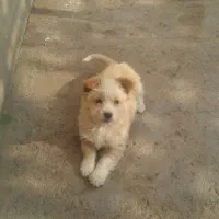 یک عدد سگ پاکوتاه|سگ|سربیشه, |دیوار