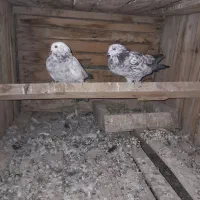 نروماده جوان وتازه کار