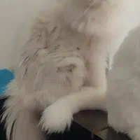 گربه پرشین (فروشی)|گربه|بندرعباس, |دیوار