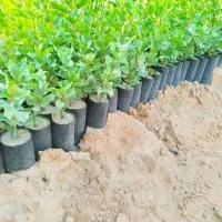 فروش نهال پسته ۸ ماهه درشیراز