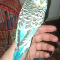 مرغ عشق دست مولد