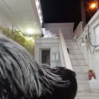 بار خروس چهل تاج