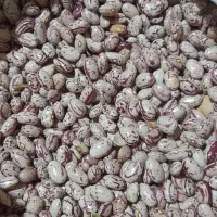 لوبیا چیتی|عمده‌فروشی|سراب, |دیوار