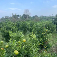 فروش-فوری-5300-متر-زمین-3-نبش-باغ-پرتقال