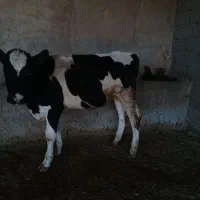 دو راس گوساله نر بفروش می رسد