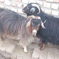 گوسفند|حیوانات مزرعه|فردوس (خراسان), |دیوار