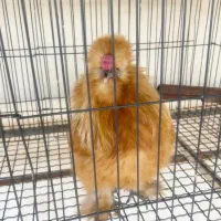 مرغ خروس جوجه ابریشمی کوپال بوف