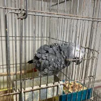 کاسکو|پرنده|رشت, امین الضرب|دیوار