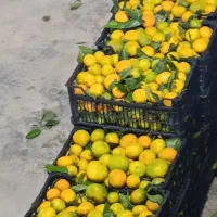 نارنگی شمال سه تن به قیمت عمده