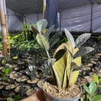 زاموفیلیا سوپر بلک|گل و گیاه طبیعی|کلاردشت, |دیوار