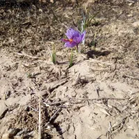 فروش یک قطعه زمین