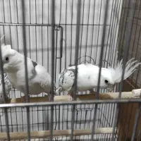 طوطی عروس هلندی|پرنده|تهران, افسریه جنوبی|دیوار