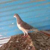 کبوتر خوشرنگ. شهری|پرنده|شبانکاره, |دیوار