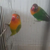 کوتوله برزیلی|پرنده|شاندیز, |دیوار