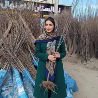 نهال گیلاس سیاه، سود بالا در بازار داخلی