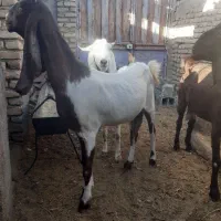 سه تابز پاکستانی جوان ۳ماه به بالا ابستن دانه|حیوانات مزرعه|بردسکن, |دیوار