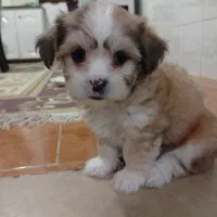 سگ پاکوتاه|سگ|شهریار, کهنز|دیوار