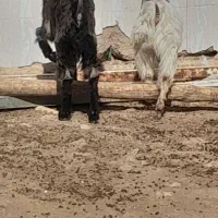 ۲تا بی مس قصابی وبزچاغ فروشن آدرس مورموری|حیوانات مزرعه|دهلران, |دیوار