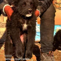 واگذاری شاه توله اصیل قهدریجانی