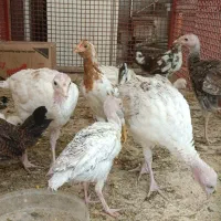 جوجه بوقلمون بوربون جوجه مرغ گلین