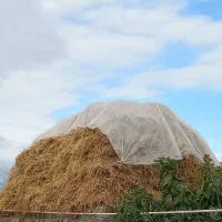 علوفه یونجه