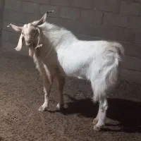 نری بذری|حیوانات مزرعه|سیرجان, |دیوار