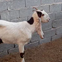 تیشتر بز پاکستانی اصل