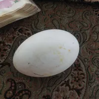 تخم غاز|حیوانات مزرعه|تربت جام, میان جام|دیوار