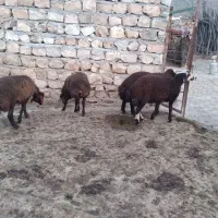 بره نر ماده قوچ میش